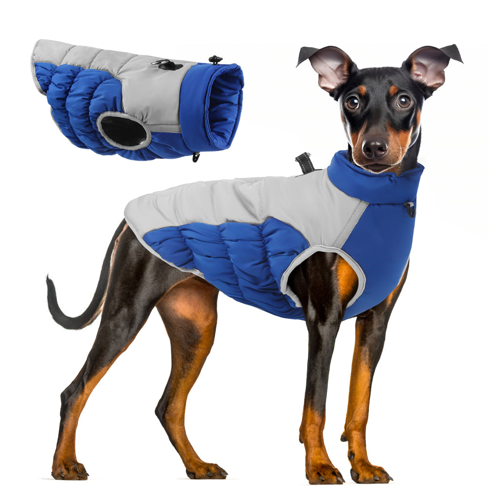 Jaqueta Pet Francesa