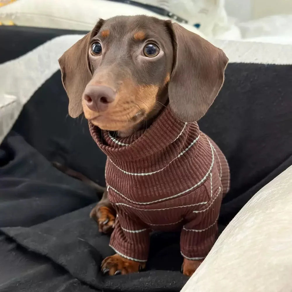 Roupinha Pet Dachshund Clothes