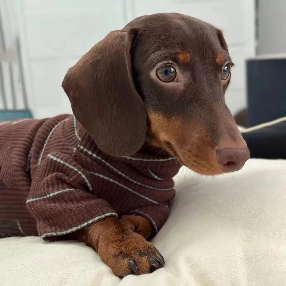 Roupinha Pet Dachshund Clothes