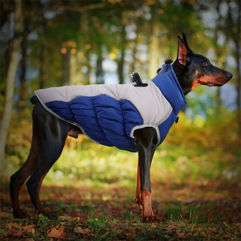Jaqueta Pet Francesa