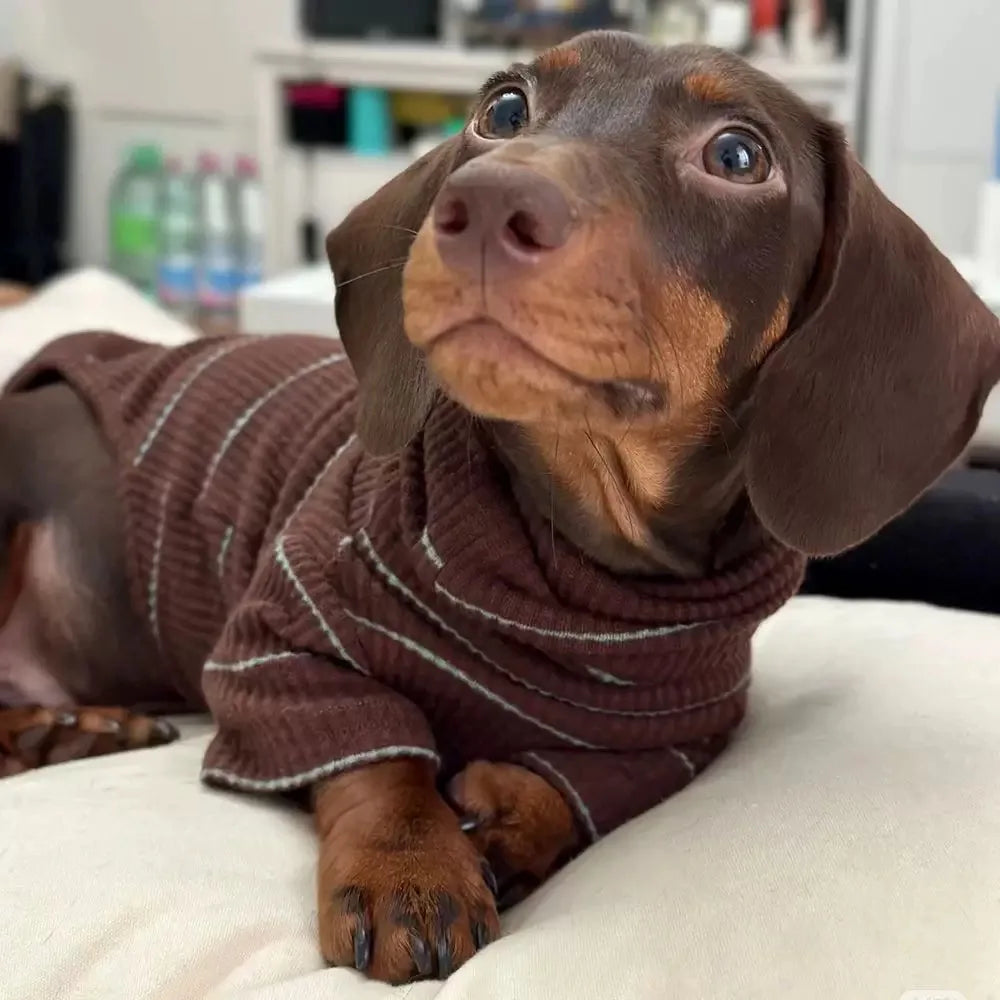 Roupinha Pet Dachshund Clothes