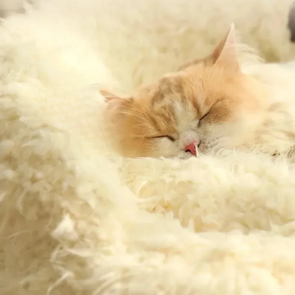 Cama Puff Pet Polar